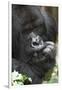 Africa, Rwanda, Volcanoes National Park. Portrait of a silverback mountain gorilla.-Ellen Goff-Framed Photographic Print