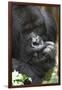 Africa, Rwanda, Volcanoes National Park. Portrait of a silverback mountain gorilla.-Ellen Goff-Framed Photographic Print