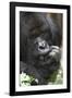 Africa, Rwanda, Volcanoes National Park. Portrait of a silverback mountain gorilla.-Ellen Goff-Framed Photographic Print