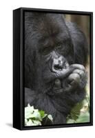 Africa, Rwanda, Volcanoes National Park. Portrait of a silverback mountain gorilla.-Ellen Goff-Framed Stretched Canvas