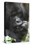 Africa, Rwanda, Volcanoes National Park. Portrait of a silverback mountain gorilla.-Ellen Goff-Stretched Canvas