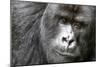 Africa, Rwanda, Volcanoes National Park. Portrait of a silverback mountain gorilla.-Ellen Goff-Mounted Photographic Print