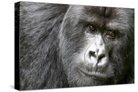 Africa, Rwanda, Volcanoes National Park. Portrait of a silverback mountain gorilla.-Ellen Goff-Stretched Canvas