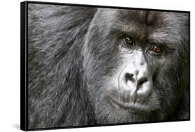 Africa, Rwanda, Volcanoes National Park. Portrait of a silverback mountain gorilla.-Ellen Goff-Framed Stretched Canvas