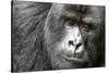 Africa, Rwanda, Volcanoes National Park. Portrait of a silverback mountain gorilla.-Ellen Goff-Stretched Canvas