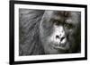 Africa, Rwanda, Volcanoes National Park. Portrait of a silverback mountain gorilla.-Ellen Goff-Framed Photographic Print