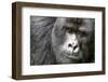 Africa, Rwanda, Volcanoes National Park. Portrait of a silverback mountain gorilla.-Ellen Goff-Framed Photographic Print