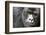 Africa, Rwanda, Volcanoes National Park. Portrait of a silverback mountain gorilla.-Ellen Goff-Framed Photographic Print