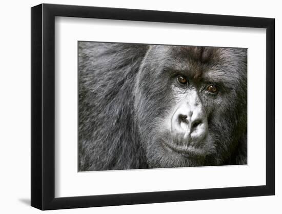 Africa, Rwanda, Volcanoes National Park. Portrait of a silverback mountain gorilla.-Ellen Goff-Framed Photographic Print