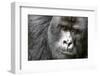 Africa, Rwanda, Volcanoes National Park. Portrait of a silverback mountain gorilla.-Ellen Goff-Framed Photographic Print