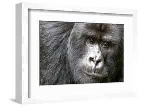 Africa, Rwanda, Volcanoes National Park. Portrait of a silverback mountain gorilla.-Ellen Goff-Framed Photographic Print