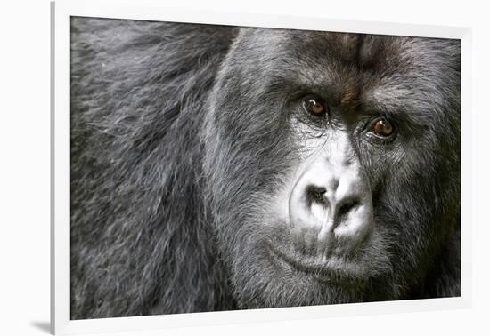 Africa, Rwanda, Volcanoes National Park. Portrait of a silverback mountain gorilla.-Ellen Goff-Framed Photographic Print