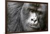 Africa, Rwanda, Volcanoes National Park. Portrait of a silverback mountain gorilla.-Ellen Goff-Framed Photographic Print