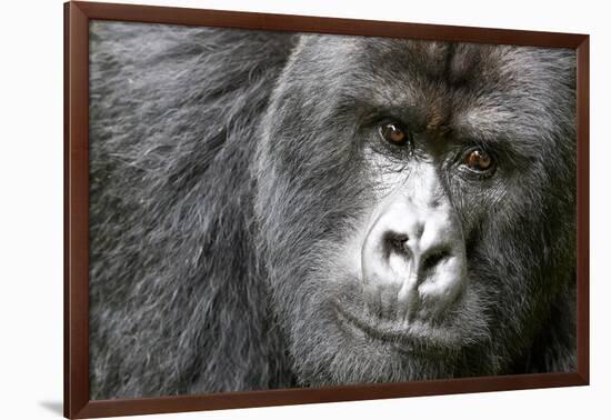 Africa, Rwanda, Volcanoes National Park. Portrait of a silverback mountain gorilla.-Ellen Goff-Framed Photographic Print