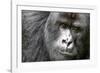 Africa, Rwanda, Volcanoes National Park. Portrait of a silverback mountain gorilla.-Ellen Goff-Framed Photographic Print