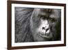 Africa, Rwanda, Volcanoes National Park. Portrait of a silverback mountain gorilla.-Ellen Goff-Framed Photographic Print