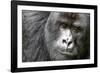 Africa, Rwanda, Volcanoes National Park. Portrait of a silverback mountain gorilla.-Ellen Goff-Framed Photographic Print