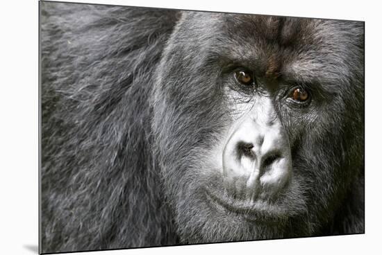 Africa, Rwanda, Volcanoes National Park. Portrait of a silverback mountain gorilla.-Ellen Goff-Mounted Photographic Print