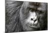 Africa, Rwanda, Volcanoes National Park. Portrait of a silverback mountain gorilla.-Ellen Goff-Mounted Photographic Print