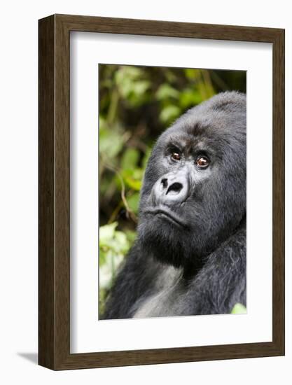 Africa, Rwanda, Volcanoes National Park. Portrait of a silverback mountain gorilla.-Ellen Goff-Framed Photographic Print