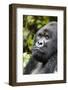 Africa, Rwanda, Volcanoes National Park. Portrait of a silverback mountain gorilla.-Ellen Goff-Framed Photographic Print