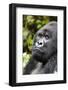 Africa, Rwanda, Volcanoes National Park. Portrait of a silverback mountain gorilla.-Ellen Goff-Framed Photographic Print