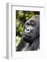 Africa, Rwanda, Volcanoes National Park. Portrait of a silverback mountain gorilla.-Ellen Goff-Framed Photographic Print