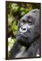 Africa, Rwanda, Volcanoes National Park. Portrait of a silverback mountain gorilla.-Ellen Goff-Framed Photographic Print