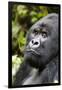 Africa, Rwanda, Volcanoes National Park. Portrait of a silverback mountain gorilla.-Ellen Goff-Framed Photographic Print