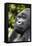 Africa, Rwanda, Volcanoes National Park. Portrait of a silverback mountain gorilla.-Ellen Goff-Framed Stretched Canvas