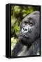 Africa, Rwanda, Volcanoes National Park. Portrait of a silverback mountain gorilla.-Ellen Goff-Framed Stretched Canvas