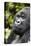 Africa, Rwanda, Volcanoes National Park. Portrait of a silverback mountain gorilla.-Ellen Goff-Stretched Canvas