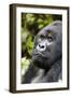 Africa, Rwanda, Volcanoes National Park. Portrait of a silverback mountain gorilla.-Ellen Goff-Framed Photographic Print