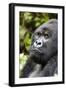 Africa, Rwanda, Volcanoes National Park. Portrait of a silverback mountain gorilla.-Ellen Goff-Framed Photographic Print