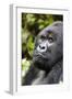 Africa, Rwanda, Volcanoes National Park. Portrait of a silverback mountain gorilla.-Ellen Goff-Framed Photographic Print