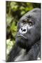 Africa, Rwanda, Volcanoes National Park. Portrait of a silverback mountain gorilla.-Ellen Goff-Mounted Photographic Print