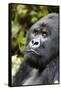 Africa, Rwanda, Volcanoes National Park. Portrait of a silverback mountain gorilla.-Ellen Goff-Framed Stretched Canvas