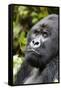 Africa, Rwanda, Volcanoes National Park. Portrait of a silverback mountain gorilla.-Ellen Goff-Framed Stretched Canvas