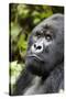 Africa, Rwanda, Volcanoes National Park. Portrait of a silverback mountain gorilla.-Ellen Goff-Stretched Canvas