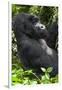 Africa, Rwanda, Volcanoes National Park. Portrait of a silverback mountain gorilla.-Ellen Goff-Framed Photographic Print