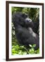 Africa, Rwanda, Volcanoes National Park. Portrait of a silverback mountain gorilla.-Ellen Goff-Framed Photographic Print