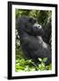 Africa, Rwanda, Volcanoes National Park. Portrait of a silverback mountain gorilla.-Ellen Goff-Framed Photographic Print