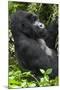 Africa, Rwanda, Volcanoes National Park. Portrait of a silverback mountain gorilla.-Ellen Goff-Mounted Photographic Print