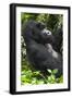 Africa, Rwanda, Volcanoes National Park. Portrait of a silverback mountain gorilla.-Ellen Goff-Framed Photographic Print