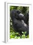 Africa, Rwanda, Volcanoes National Park. Portrait of a silverback mountain gorilla.-Ellen Goff-Framed Photographic Print