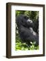 Africa, Rwanda, Volcanoes National Park. Portrait of a silverback mountain gorilla.-Ellen Goff-Framed Photographic Print