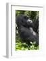 Africa, Rwanda, Volcanoes National Park. Portrait of a silverback mountain gorilla.-Ellen Goff-Framed Photographic Print