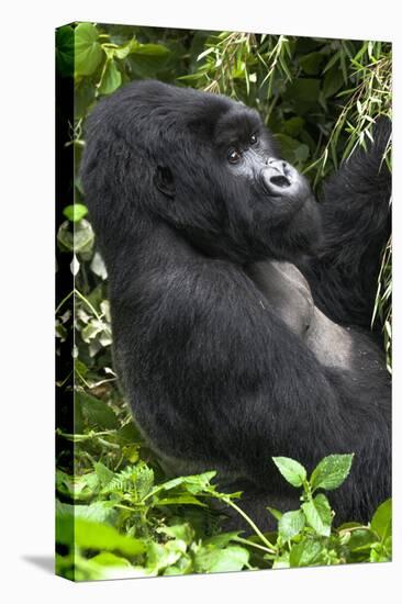 Africa, Rwanda, Volcanoes National Park. Portrait of a silverback mountain gorilla.-Ellen Goff-Stretched Canvas