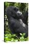 Africa, Rwanda, Volcanoes National Park. Portrait of a silverback mountain gorilla.-Ellen Goff-Stretched Canvas