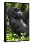 Africa, Rwanda, Volcanoes National Park. Portrait of a silverback mountain gorilla.-Ellen Goff-Framed Stretched Canvas